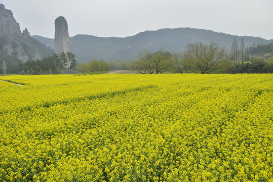 仙都油菜花