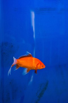 魚