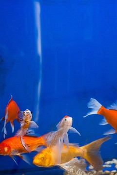 鯉魚
