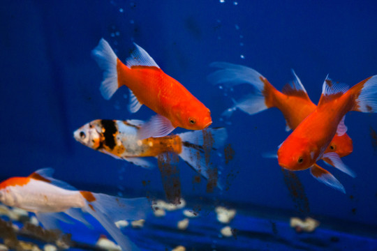 觀賞魚