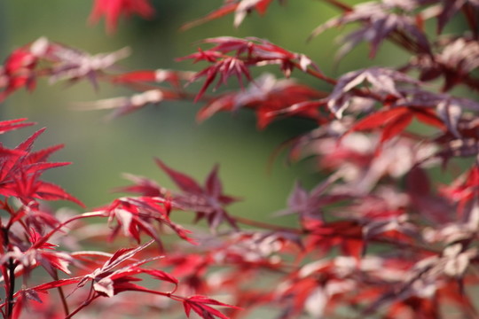 紅楓