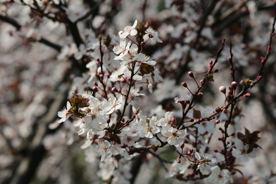 高清櫻花