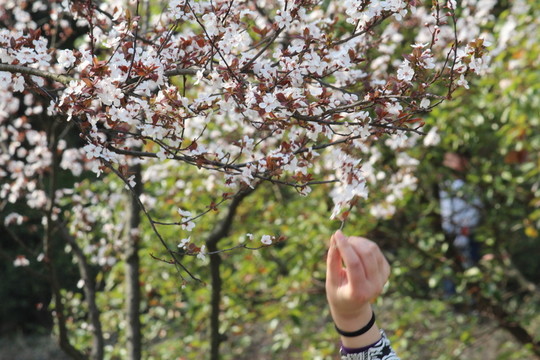 高清櫻花