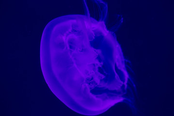 桃花水母