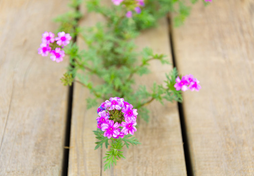 宿根花