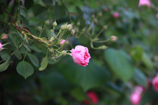 薔薇花