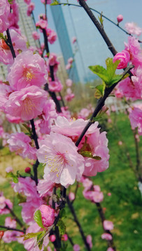 桃花 花蕾