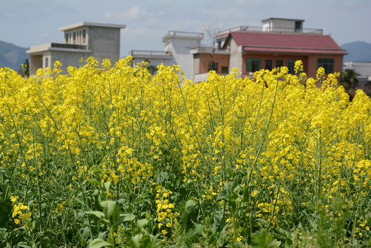 油菜花