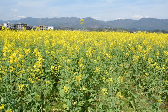 油菜花
