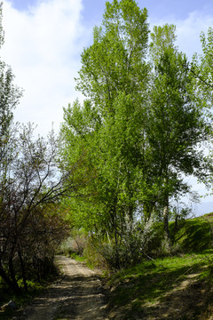 鄉(xiāng)間小路