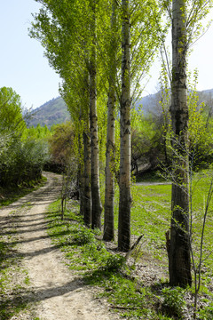 林間小路