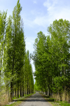 林蔭道