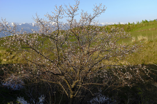 野杏樹