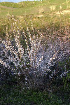 野杏樹