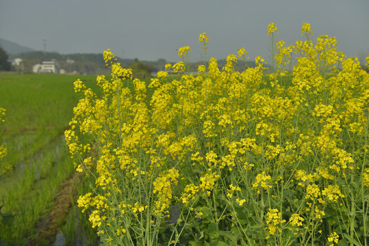 油菜花