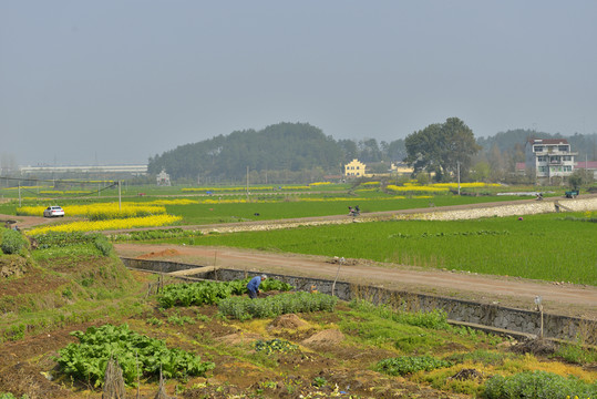 田野