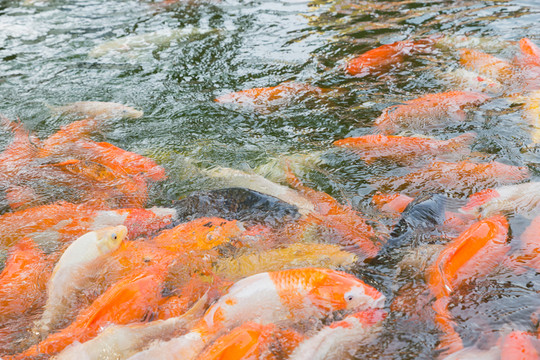 紅鯉魚