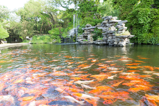 紅鯉魚
