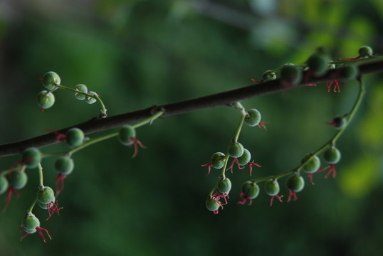 無名野果 野果