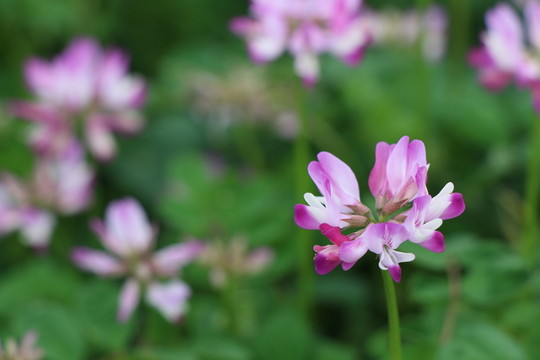 草籽花