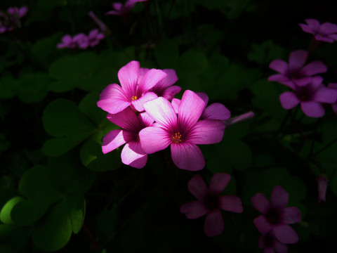 小花三葉草花