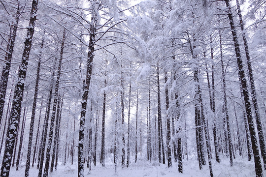 林海雪林