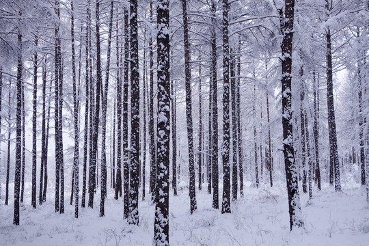 林海之雪