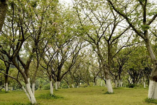桂林 櫻花園