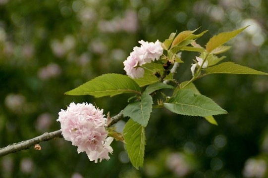 櫻花