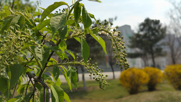 春天的樹葉和花蕾