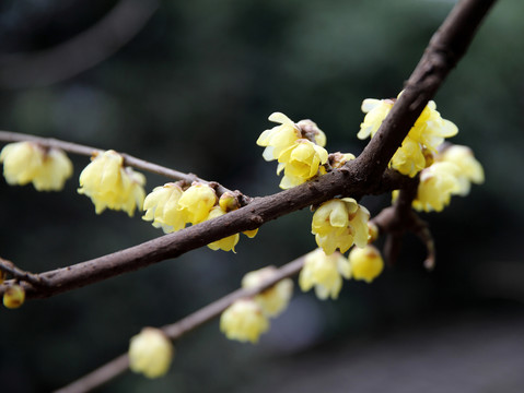 臘梅花