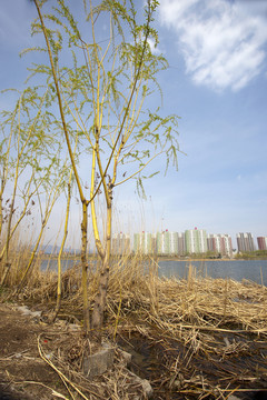 河