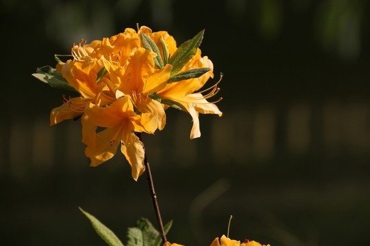 杜鵑花
