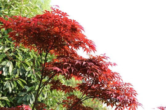 紅楓葉