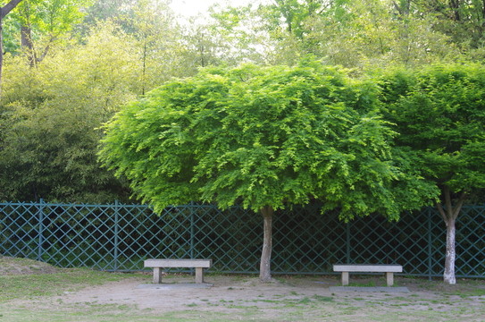 楓樹
