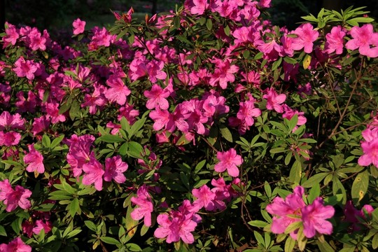 杜鵑花