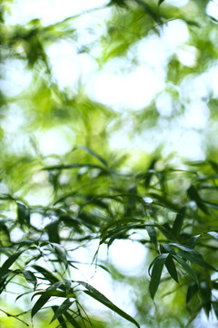 虛化竹子
