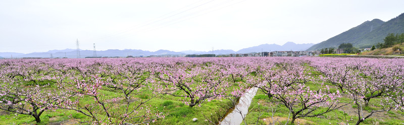 桃花園