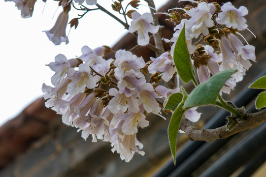 梧桐花