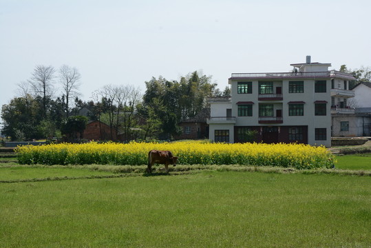 油菜花