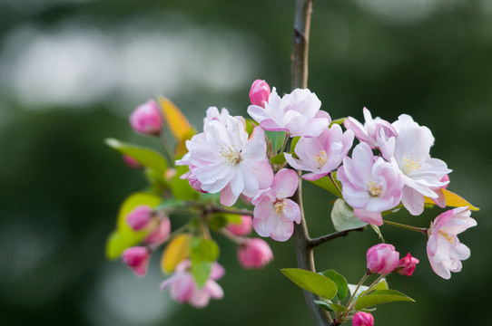 海棠花