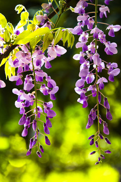 紫藤花