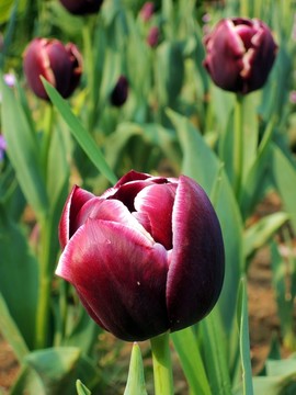 郁金香花