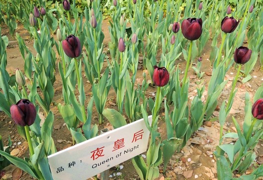 植物品種 夜皇后 郁金香