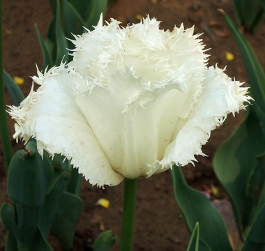 蜜月品種 白色郁金香花 特寫