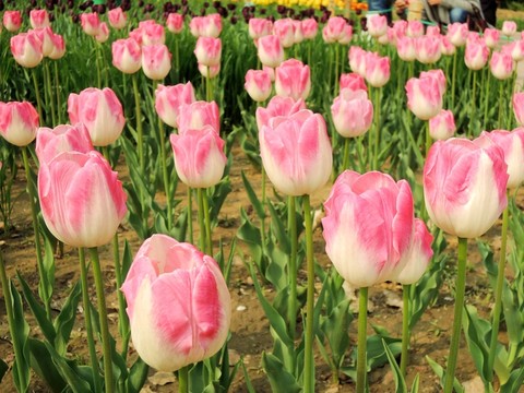 因菲尼提品種 郁金香花
