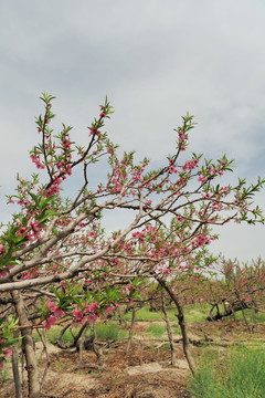 桃園 桃花