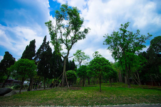 藍(lán)天下的樹(shù)林