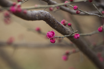 紅梅
