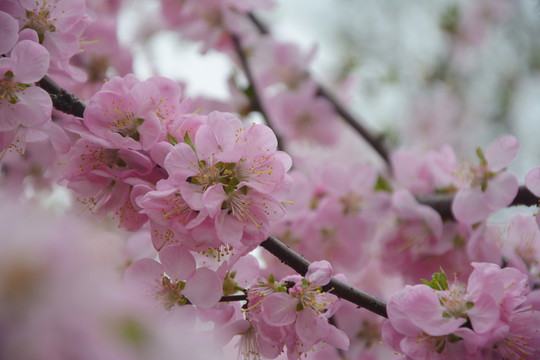 桃花